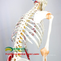 SKELETON03-1 (12363-1) Medical Science Life Size Medical Flexible Skeleton with Muscles and Ligaments, 170cm Skeleton Model